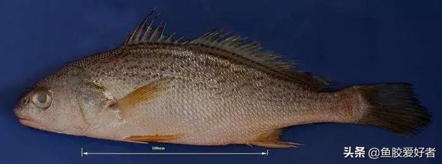 白鳘赤嘴鱼胶 2026年白鳘赤嘴鱼胶的功效