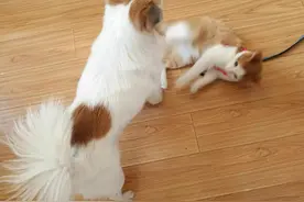 家里养了猫和狗，就是天天能看到动画片“猫和老鼠”的真实版图片