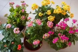 长寿花开完花，马上给它做“3件事”，很快再一次孕蕾开花图片