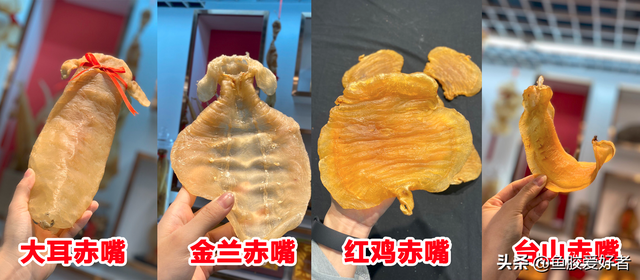 白鳘赤嘴鱼胶 2026年白鳘赤嘴鱼胶的功效