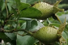 小时候一直以为金樱子就是刺梨，因为都长着刺，现在才知晓图片