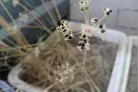 阳台的韭菜成熟了，结了好多黑色的颗粒，原来它的种子是这个样子图片