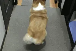 做人与当狗图片