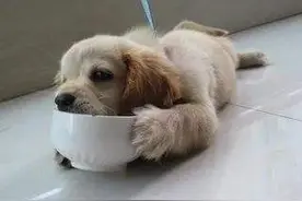 狗狗有这些"懂事"的行为，说明被主人教得好图片