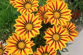 9种耐热的盆栽花，适合夏天养，颜值高、花期长，养护也不难图片