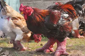 鸡腿如手臂粗，曾是王室食品，如今1对近两千元，吃货却看着恶心图片