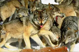 七只狼斗猛虎，一场不得不打的战斗，只为报答猎人的养育之恩图片