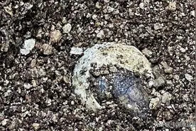 我国首例人工饲养环境下国家一级保护野生动物红海龟繁育成功图片