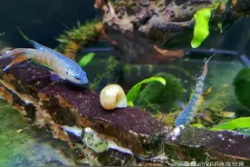 鱼缸过滤器吸螺堵塞，影响水循环的麻烦可以这样解决图片