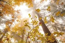 《这是我想要的生活》图片