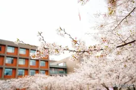 嘉兴哪里的樱花最烂漫？同济大学浙江学院喊你PK图片