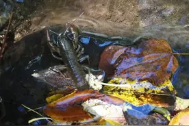 生活在山溪中，常被错认成小龙虾，价格却是它10倍，少有人吃过图片