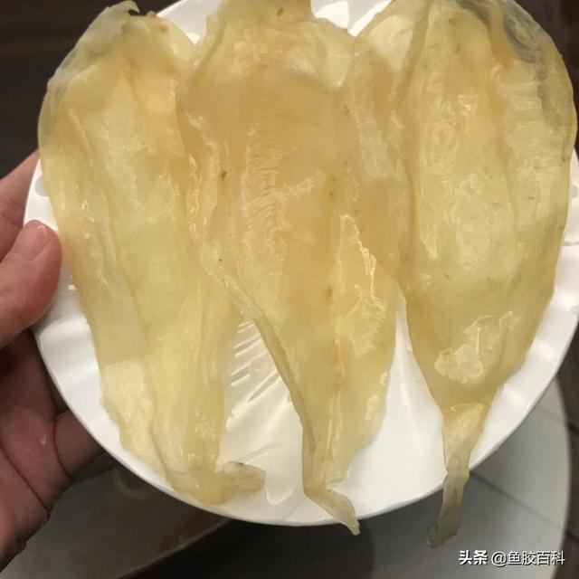 野生白花胶公和母图片 2026年野生白花胶的作用