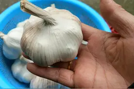 种植的大蒜，如果出薹的时候不出薹，蒜头会长成什么样？图片