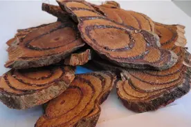 砍断会流出红色的汁液，经济价值高，多数农民不识货，见到珍惜图片