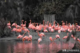 世界环境日 | 颜值超高的火烈鸟，你真的了解它吗？图片