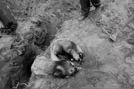 旋獾子历险记图片