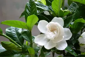 中药古今研究：栀子图片