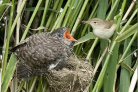 杜鹃把蛋生在别的鸟巢，其他鸟发现养了杜鹃的雏鸟后，有啥反应？图片