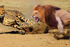 狮子大战豹子！顶级猎食者的厮杀，可惜豹子一出场就被秒，太震撼图片