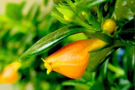 金鱼吊兰在秋末养护有讲究，做好这几点，花苞蹭蹭长，入冬就爆盆图片