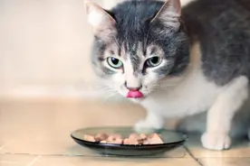 对比完鸡肉和渴望鸡后，我知道为什么养猫"宁吃肉，不吃粮"了图片