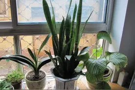 洗衣液桶养花，省钱又实用！该怎么操作？将这6步做到位就好了图片