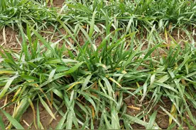 小麦如何防倒伏？做好2个方面很重要，农户现在就要行动了图片