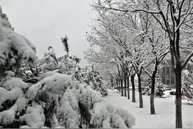宁夏固原：突如一夜大雪来 千树万树银花开图片