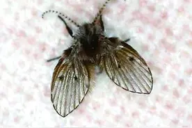 家里如发现这种小虫子，要当心了图片