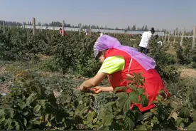 给出“时间表”和“路线图”！宁夏专项提升行动帮助易地搬迁群众走上致富路图片