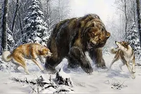 棕熊的战斗力有多强？疯狂捕食幼狼，为何成年狼不敢营救？图片