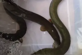 广州男子珠江钓起3条罕见河鳗，网友：好鱼，至少1000到手图片