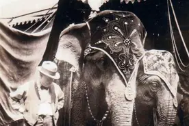 美国唯一被处以绞刑的大象，行刑现场触目惊心，它到底做错什么？图片