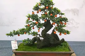 金弹子盆景桩头根系有些脱水干枯，上盆还能发芽生根吗？图片