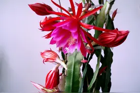 令箭荷花不开花？春天4步做对，老叶长满花苞，花开“碗口大”图片