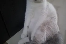 豆仔成长记图片