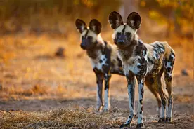 非洲野狗为何爱吃狒狒？三年吃掉五十多只，狒狒只能默默流泪图片