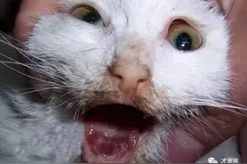 夏日炎炎—注意猫犬口炎图片