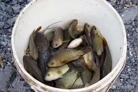 鱼中害虫！广西水域“过山鲫”密集，当地老乡:太多了消灭不净图片