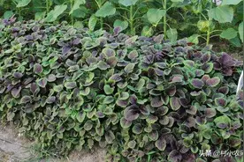 农村种苋菜，只有学会了规模栽培，从零起步你也能种苋菜赚钱图片