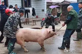 请熟人杀猪，却收200元钱，收别人150元，是杀猪还是杀熟？图片