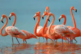 鸟类中“独一无二”的存在——火烈鸟，他们是鸟类中的“奇葩”图片