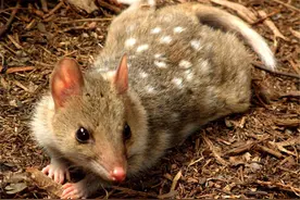 交配时间最长的动物，连续交配14小时力竭而亡，为什么要搭上性命图片