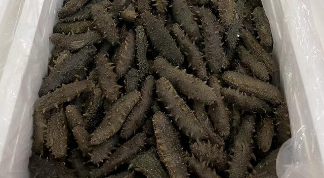 淡干海参价格一斤多少钱 2026年淡干海参多少钱一克