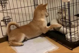 狗窝被恶霸猫咪霸占，小柴犬鼓起勇气，结果还是吃瘪了图片