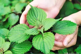 紫苏籽收购价疯狂涨至26元多一斤，油菜籽才3元多，原因在哪里？图片