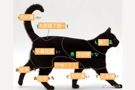 教你撸猫、撸狗、撸兔子、撸狗熊哦图片