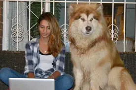 小狗喜欢趴在女主人身上睡觉，如今150斤重，却忘记了长大图片