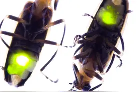 趣谈成语学科学（60）：囊萤照读不可能图片